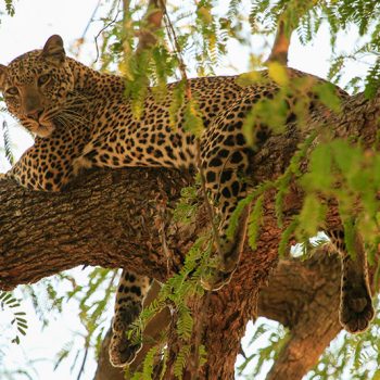 Insika Tours-South-Luangwa-Mfuwe3