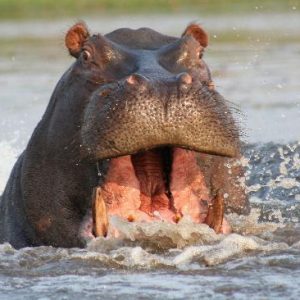Insika Tours_Botswana-Hippo-swimming3 Insika Tours_Botswana-Hippo-swimming3