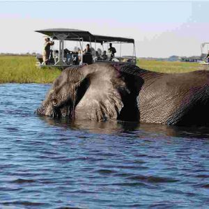 Insika Tours_Botswana-elepant-swimming1 Insika Tours_Botswana-elepant-swimming1
