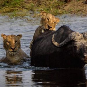 Insika Tours_Botswana-lions-swimming2 Insika Tours_Botswana-lions-swimming2