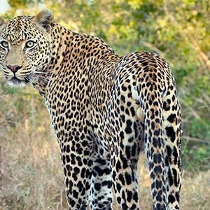 Insika_Tours_Accomodation35b Insika_Tours_Accomodation35b