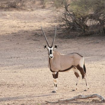 Insika_Tours_SAN Parks9