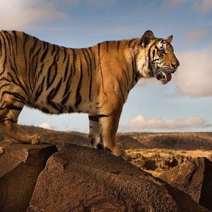 tiger-canyon-has-arguably